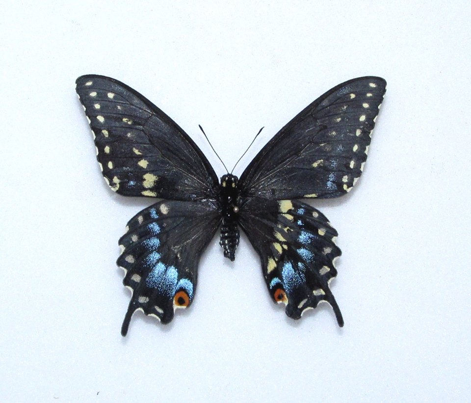 Papilio polyxenes (mosaic gynandromoprh, Alex Bic) (Internet Image property of respective owner, non-commercial use only)